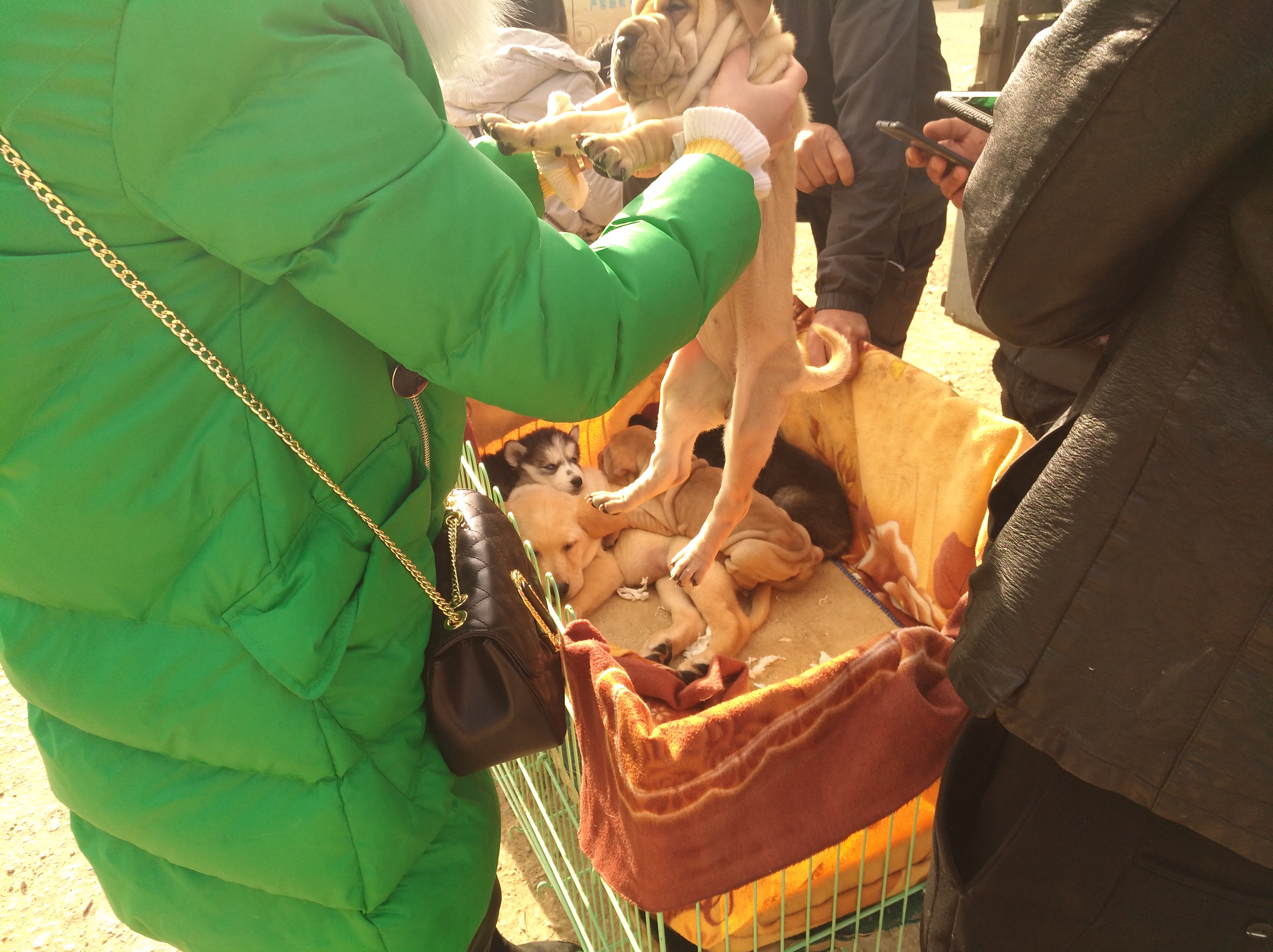 广东本土沙皮狗幼犬出售,沙皮狗幼犬出售同城