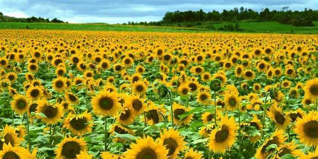 百万葵园一日游,百万葵园最佳游玩时间