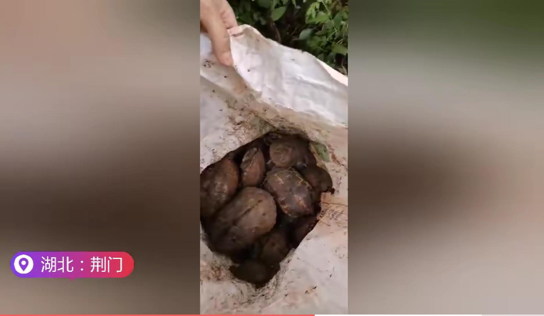 洪水侵袭，湖北荆门稻田里乌龟密密麻麻，当地老乡:发财了