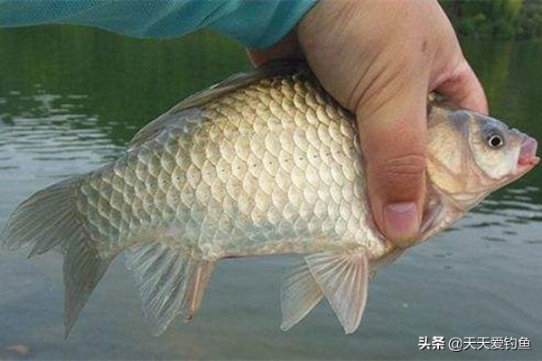 浮漂中鱼率最高的动作,从鱼的动作看出状况