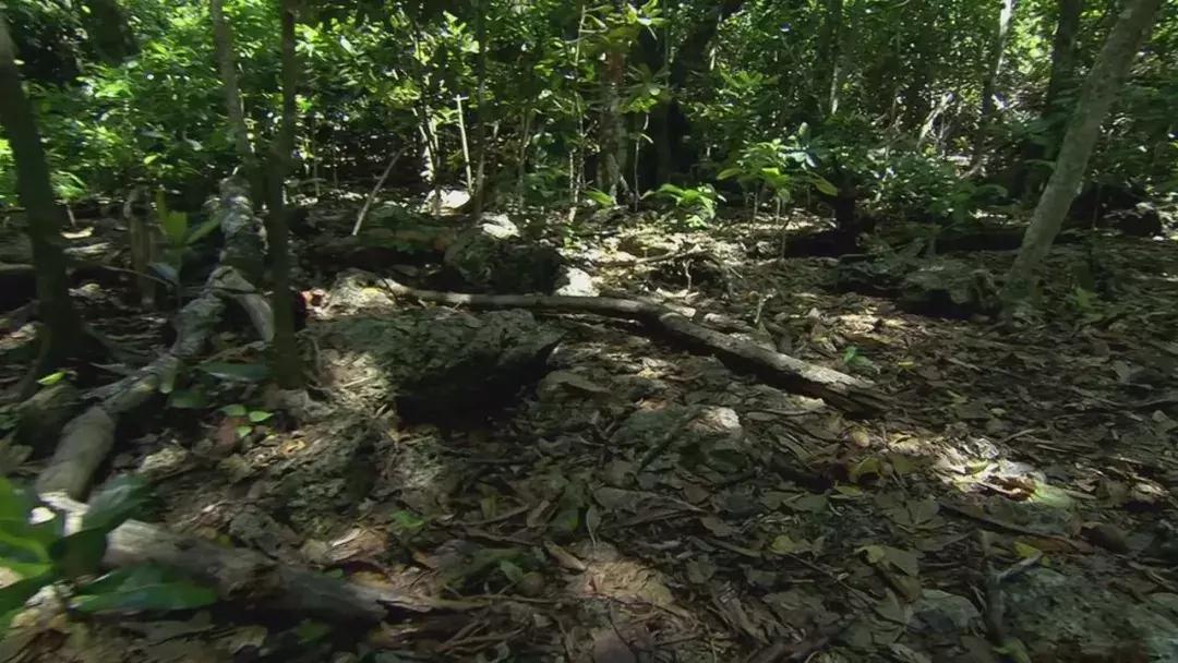 椰子和螃蟹能一起吃吗,传说中的椰子蟹剥开后全是蟹肉