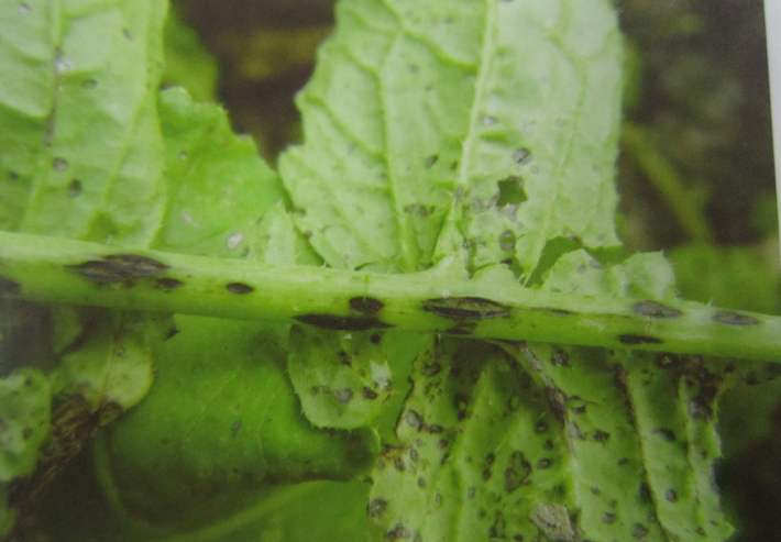 萝卜病害图,萝卜病害怎样治