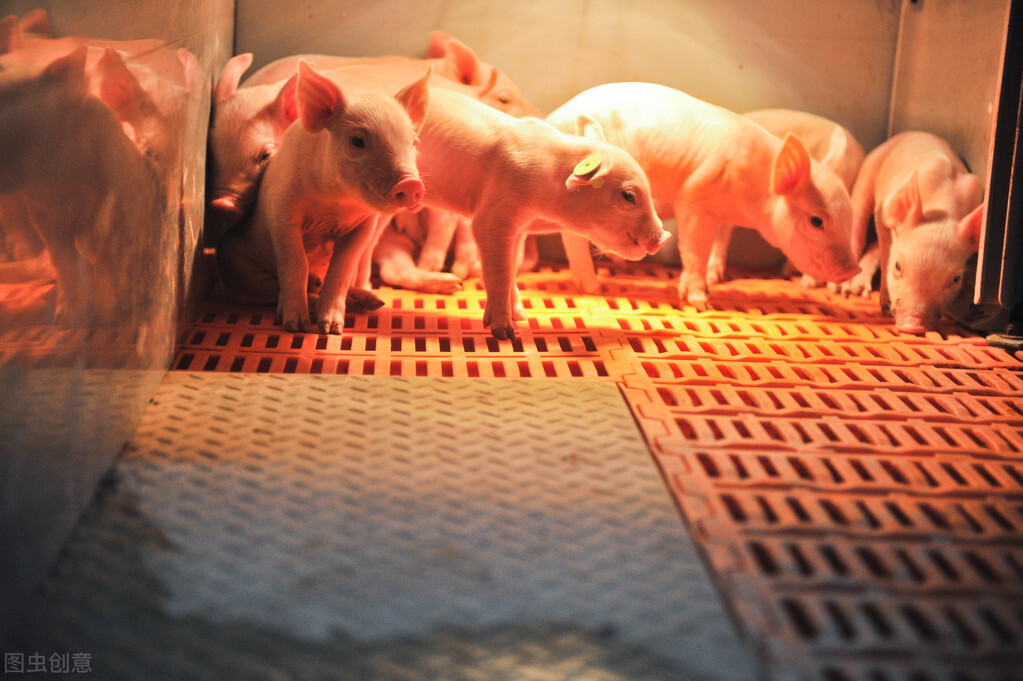 不同时期猪喂养,仔猪猪舍最好什么温度适宜
