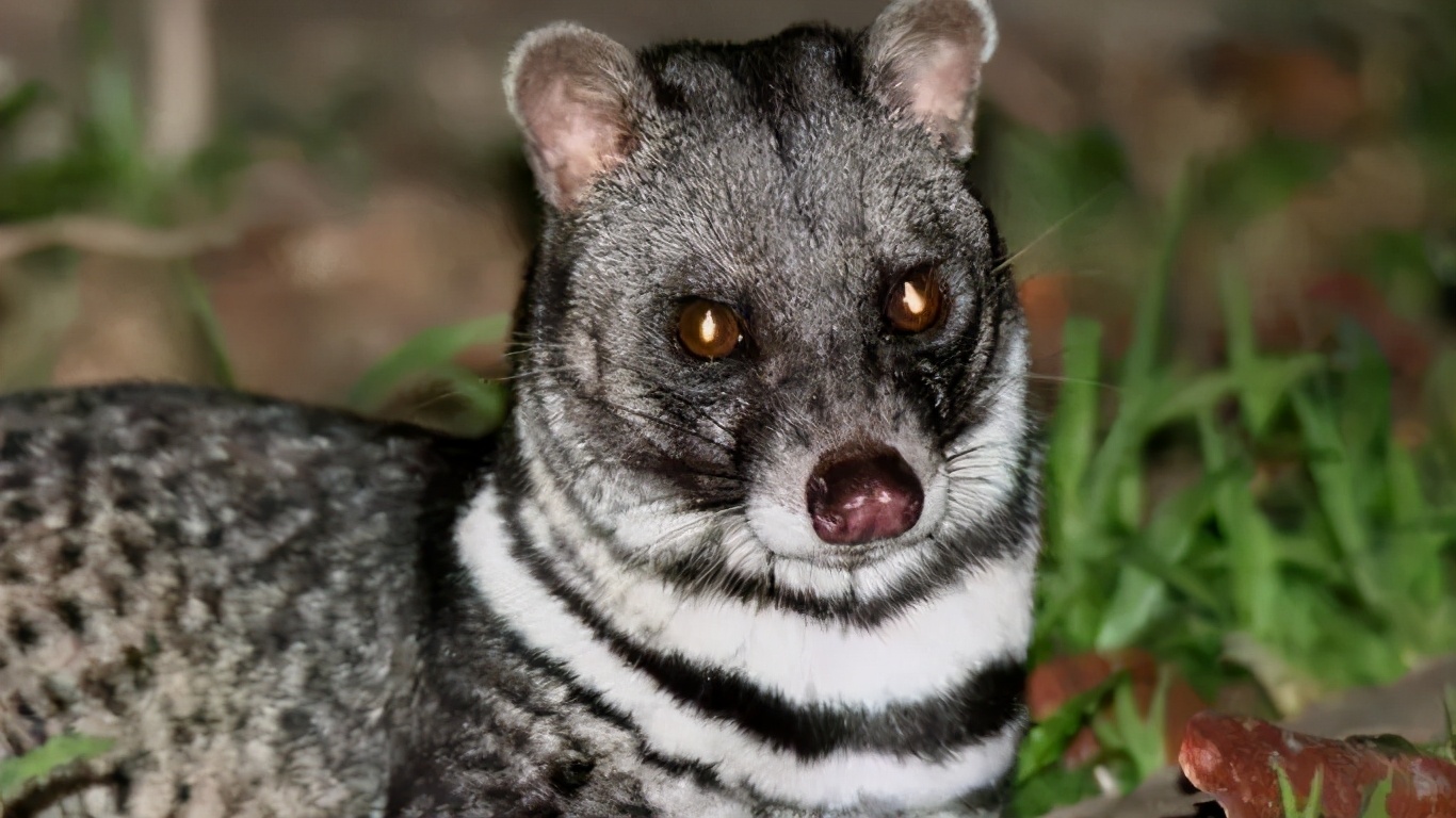 猫屎咖啡到底是什么,猫屎咖啡是怎样由来
