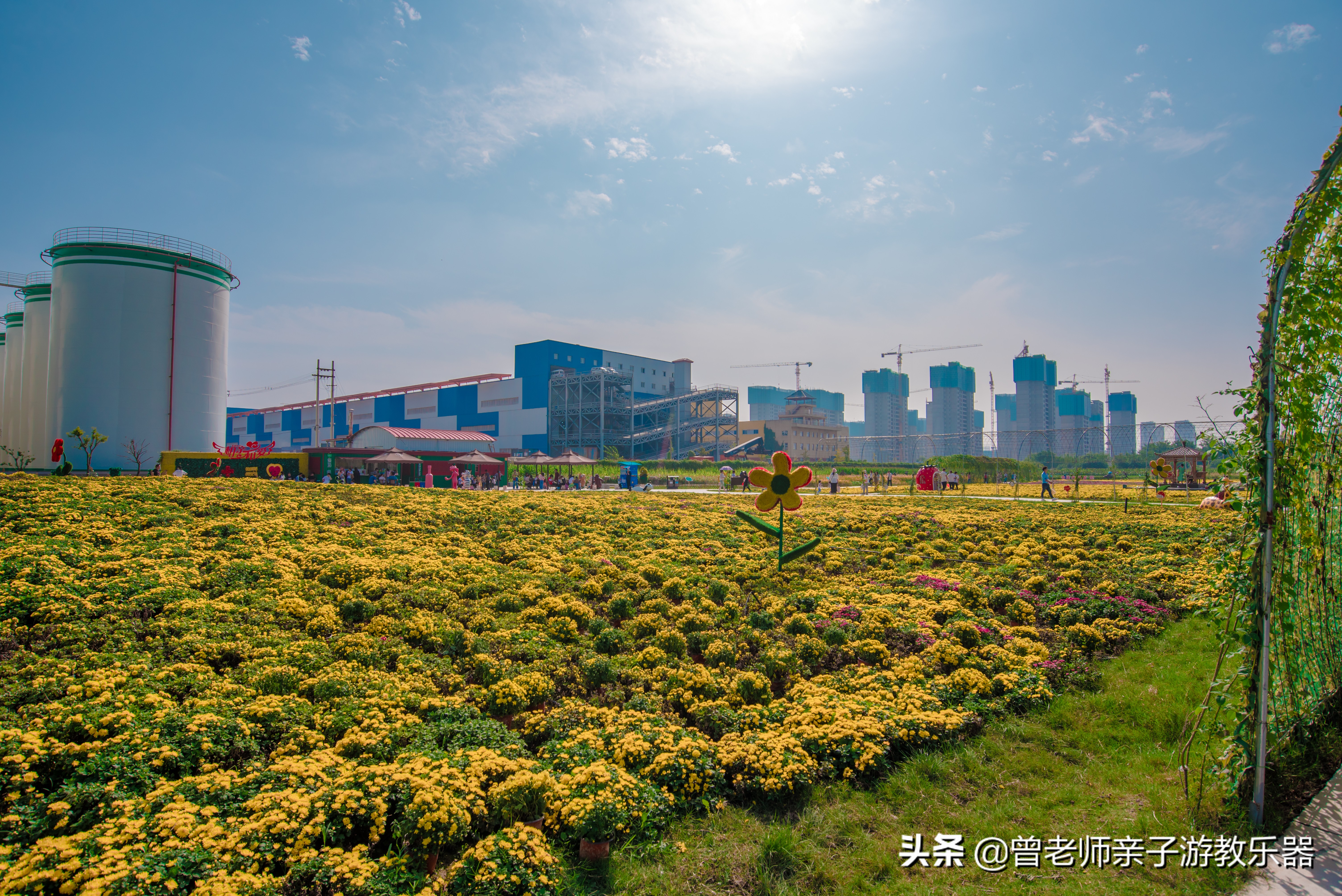 西安菊花节9.9元门票,爱菊菊花节怎么去