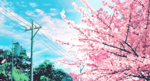 抚州樱花景区,抚州看樱花的地方