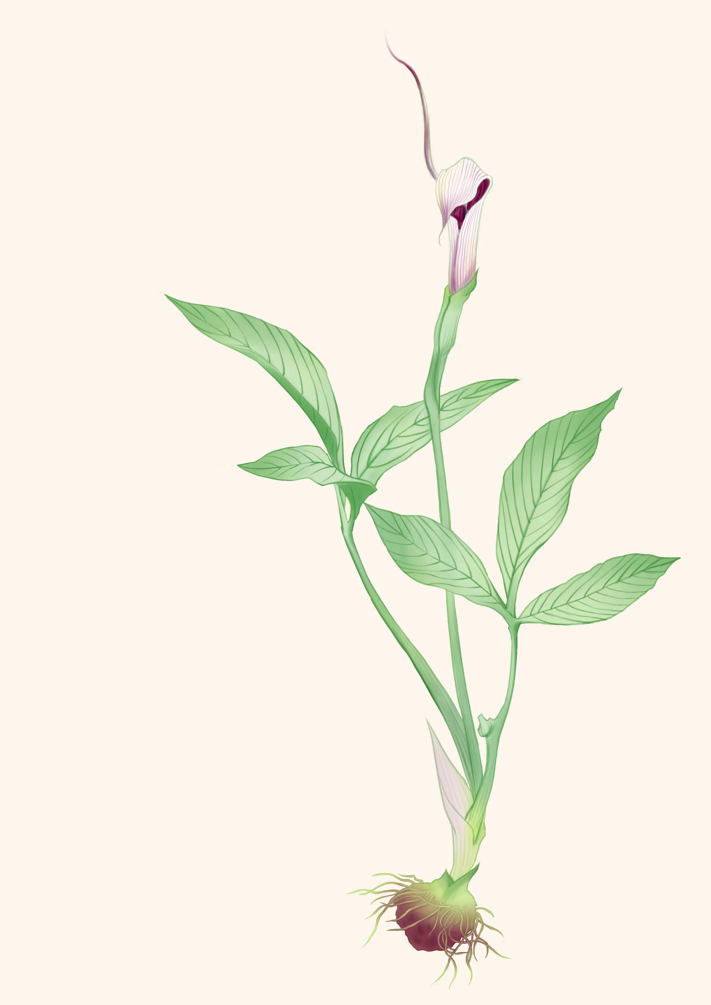 李东垣有一个经典名方升阳益胃汤,教授讲李东垣的升阳益胃汤