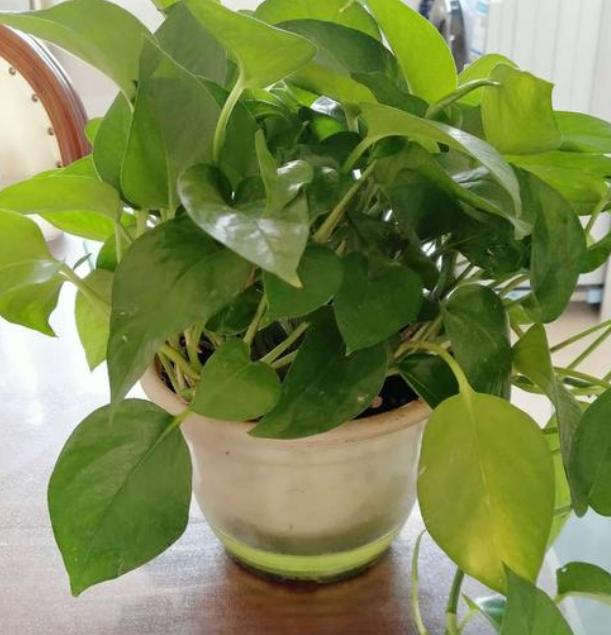 土培绿萝烂根的原因及解决方法,土栽绿萝黄叶怎么补救