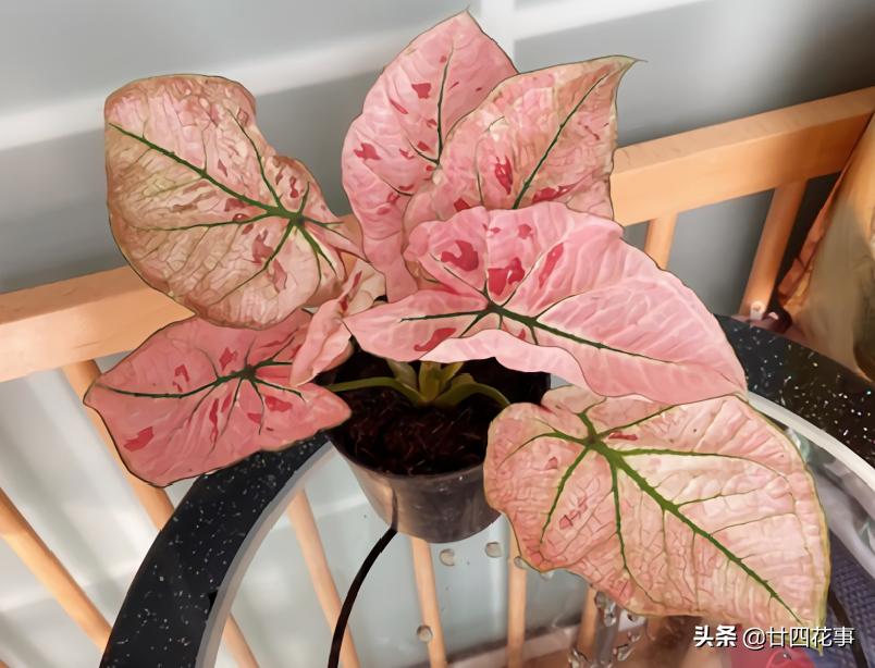 好看的喜阴室内小型绿植都有哪些,哪些绿植耐阴好养颜值高