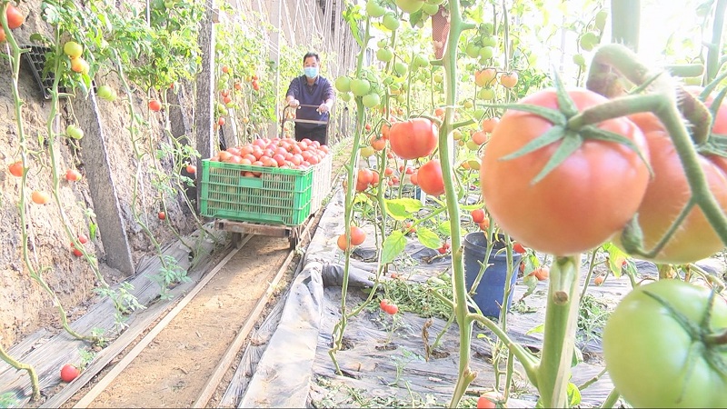 青州蔬菜下单配送,田头到餐桌蔬菜供应