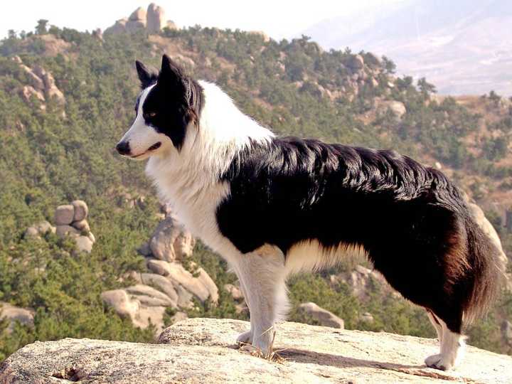 最聪明的十大狗狗品种介绍,史上最全的狗狗品种记得收藏