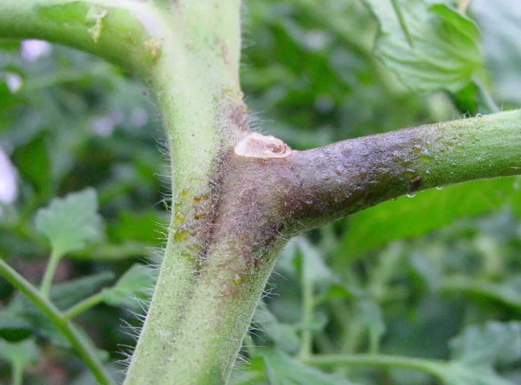 西红柿晚疫病和灰霉病怎么区别,西红柿早疫病和晚疫病有什么区别