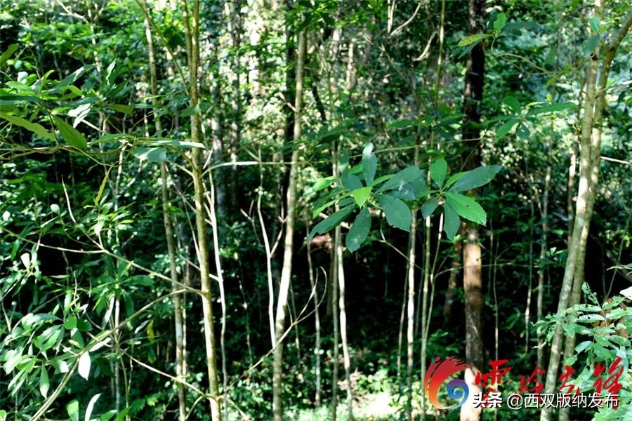 cop15昆明植物园,cop15红河