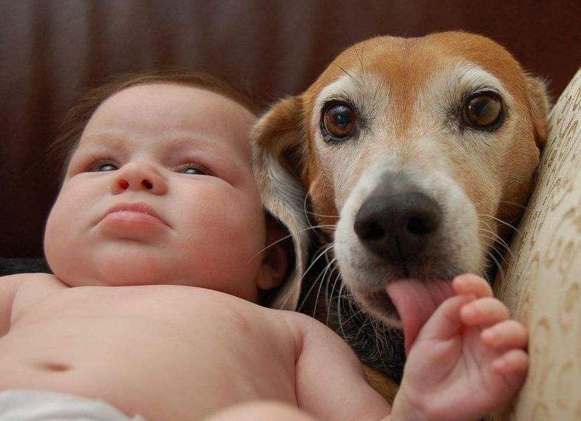 狗狗主动靠近还会舔是什么征兆,狗狗半夜舔各种东西是什么原因