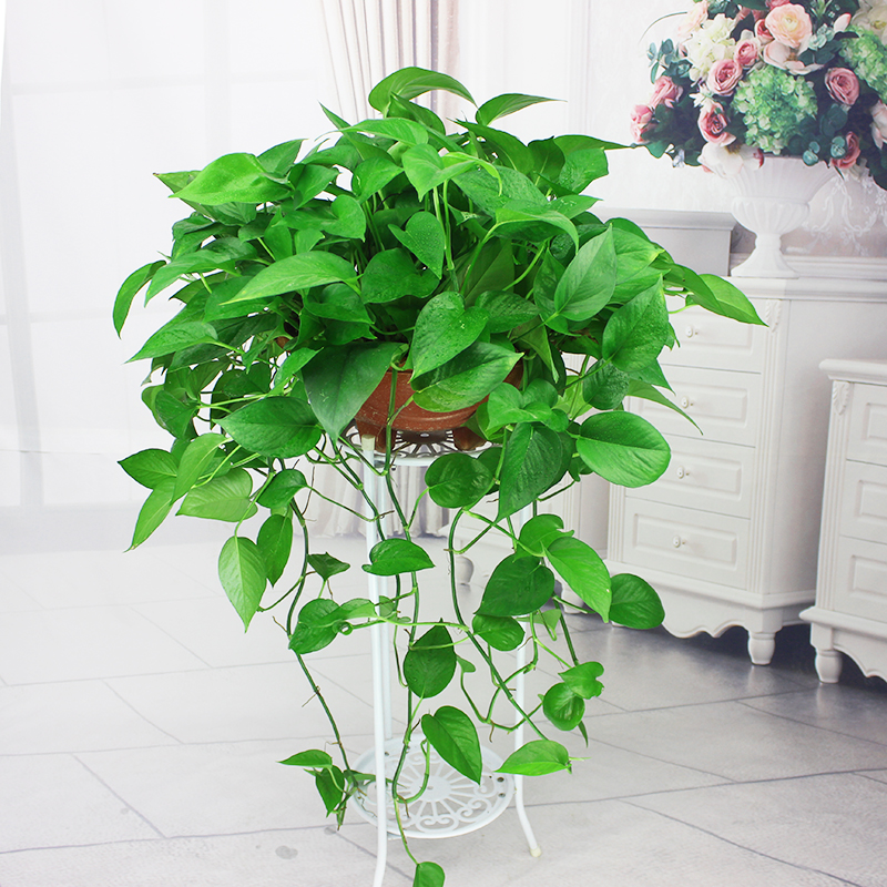 好看又好养的盆花,人养花也养人