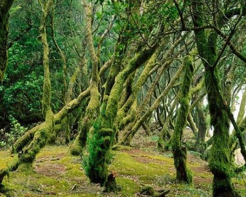 全球最美十种花,世界公认的九大最美花