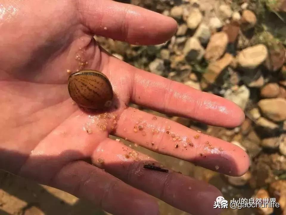 大草龟和小草龟谁好养,变异草龟和草龟的区别