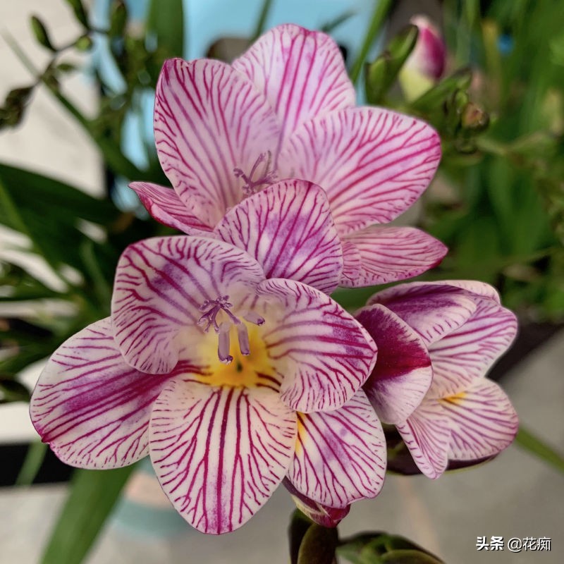 秋天栽兰花多久服盆,秋天种百合多久可以开花