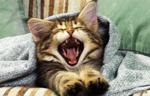 猫口炎一定要满口拔牙吗,猫口炎怎么治疗效果最好