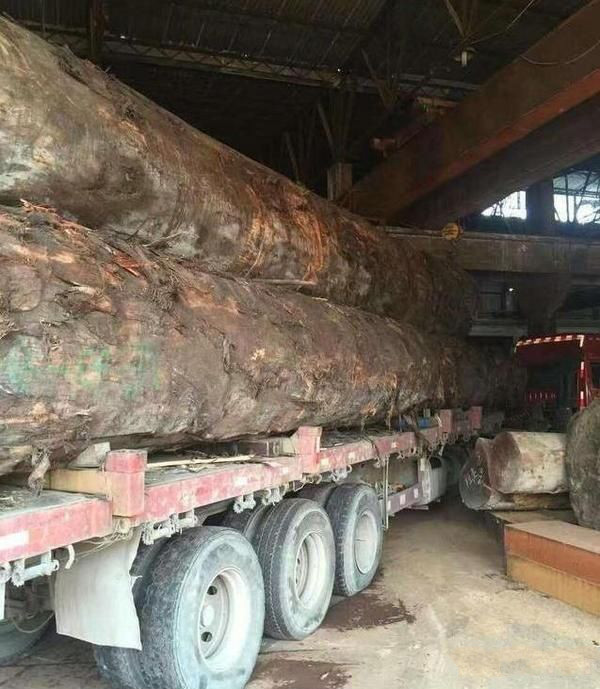 暗访河北天价大板生产基地，原木全是非洲烂木，富豪还抢着来买