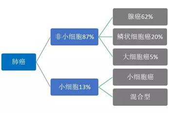 肺癌大病理和小病理区别,肺癌病理学分类2021
