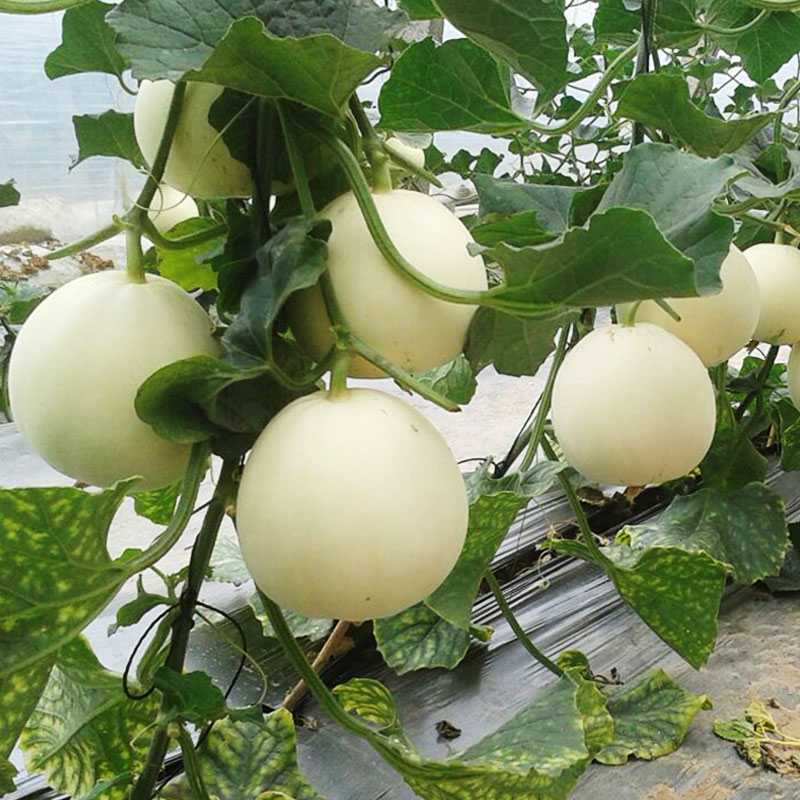 又香又甜的甜瓜熟了,薄皮甜瓜种植大全
