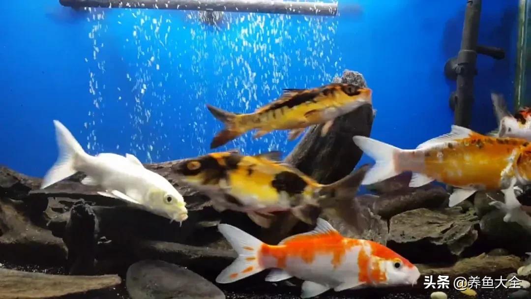 新池锦鲤养水正确方法,锦鲤池无水养锦鲤怎么养的