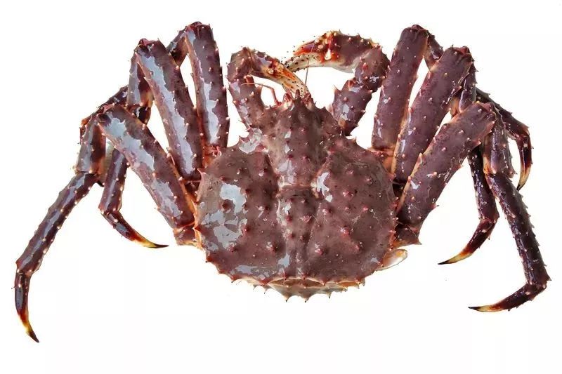 188元/条！吃养颜旺财老虎斑，就来肥隆“食斑节”