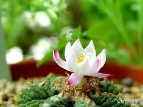 十大最贵法师多肉排行榜,玉露多肉最贵多少钱一棵