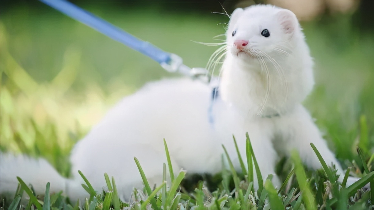 萌宠宠物雪貂视频,萌宠雪貂全集视频