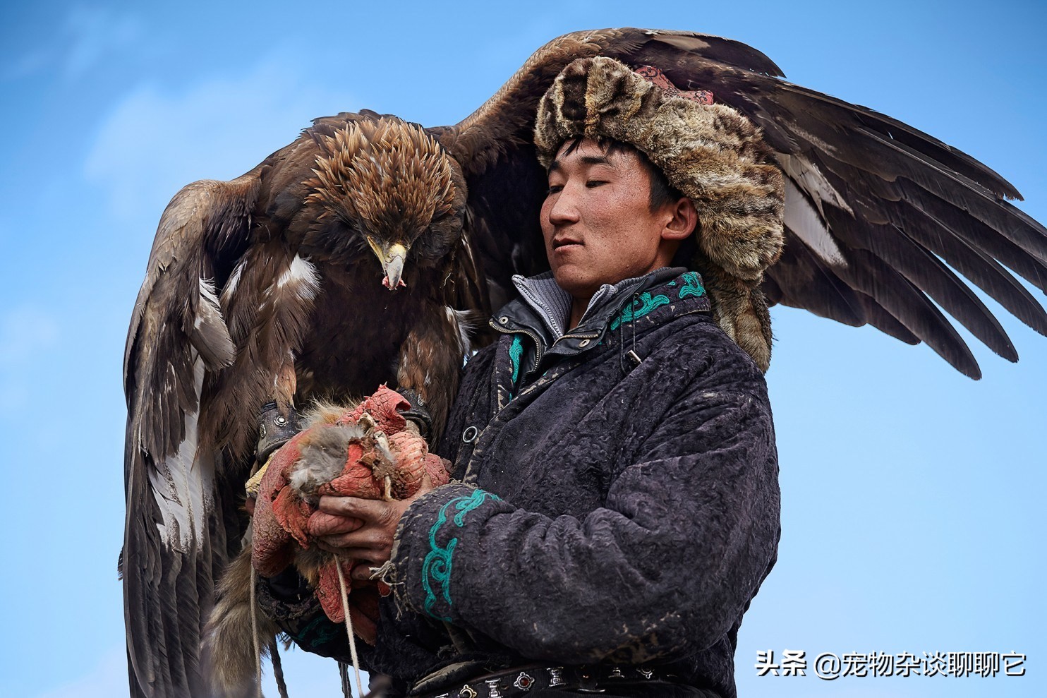 “终极杀手”草原猎鹰,击杀只在一瞬间