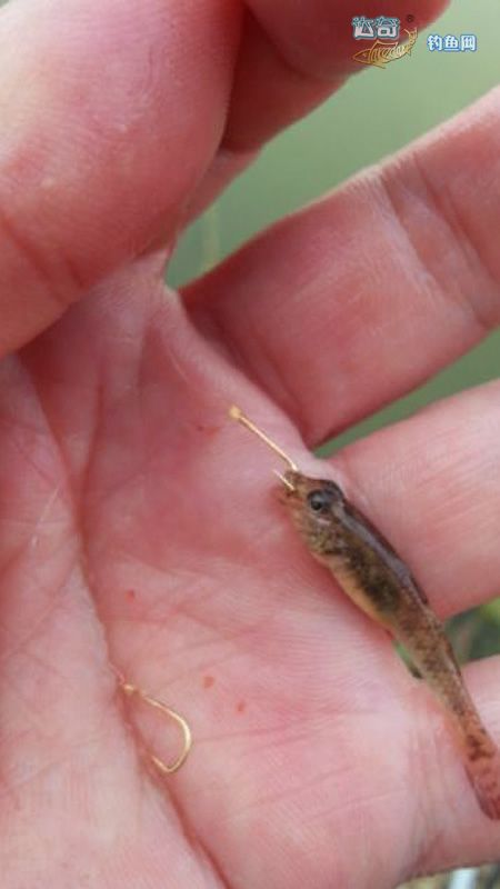 钓鱼最怕遇到的事情有哪些,蚯蚓钓鱼如何对付小杂鱼闹窝