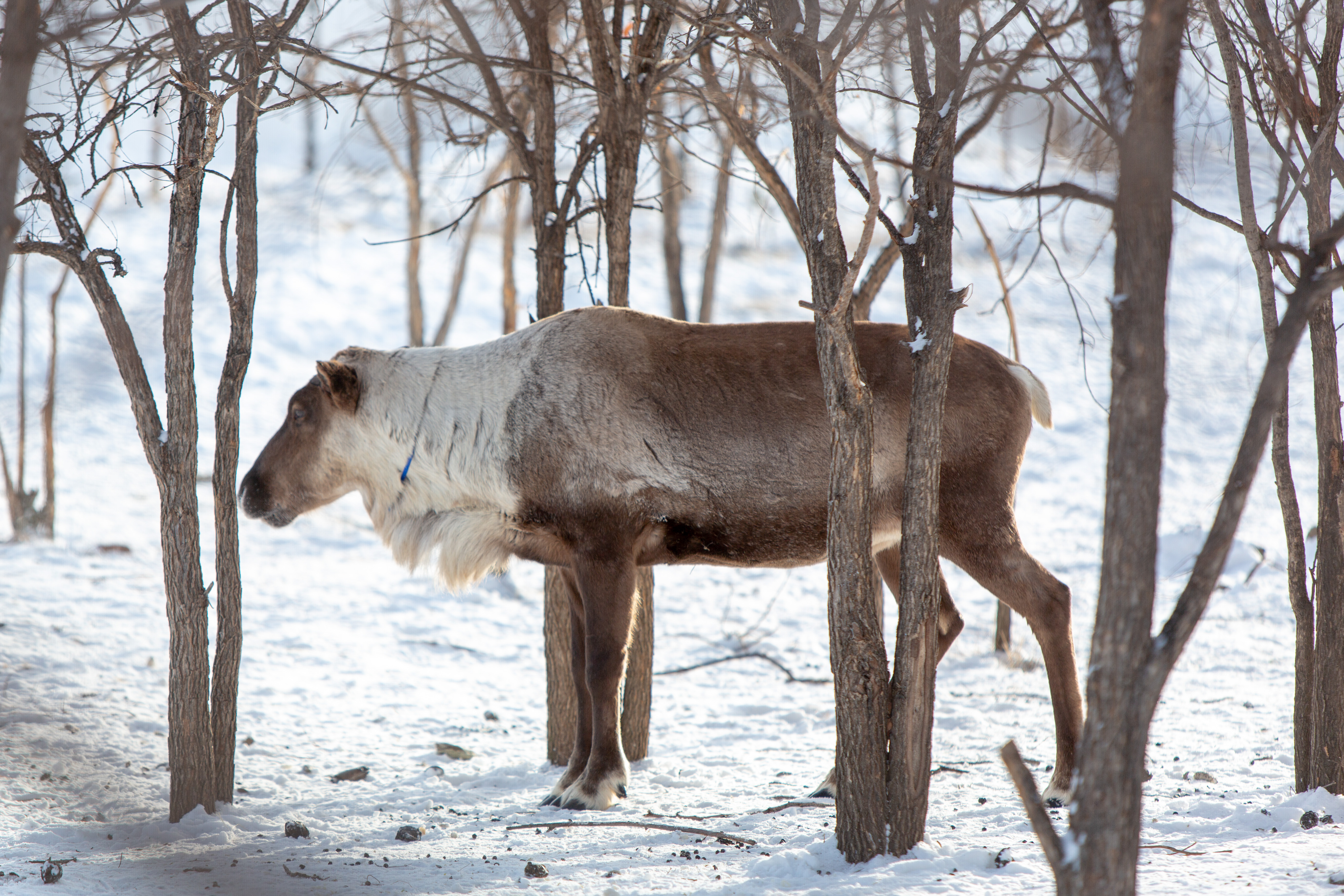夏季内蒙古自驾游,北京到内蒙古东北自驾游旅行攻略