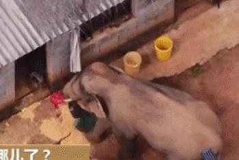 大象能吃带壳的榴莲么,大象吃榴莲带壳