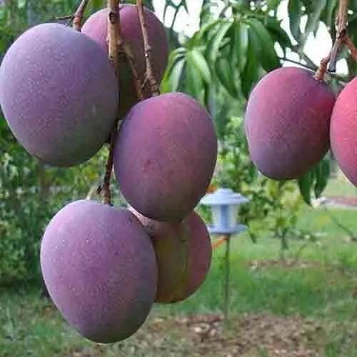 芒果品种西施芒,芒果品种四季蜜芒