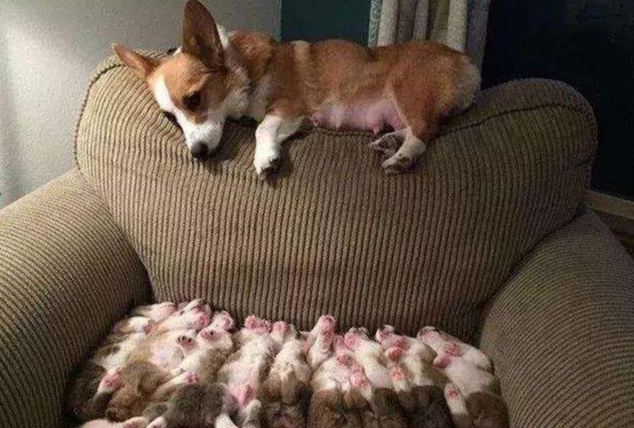 在家给狗狗接生需要什么,博美狗狗出生的时候怎么接生