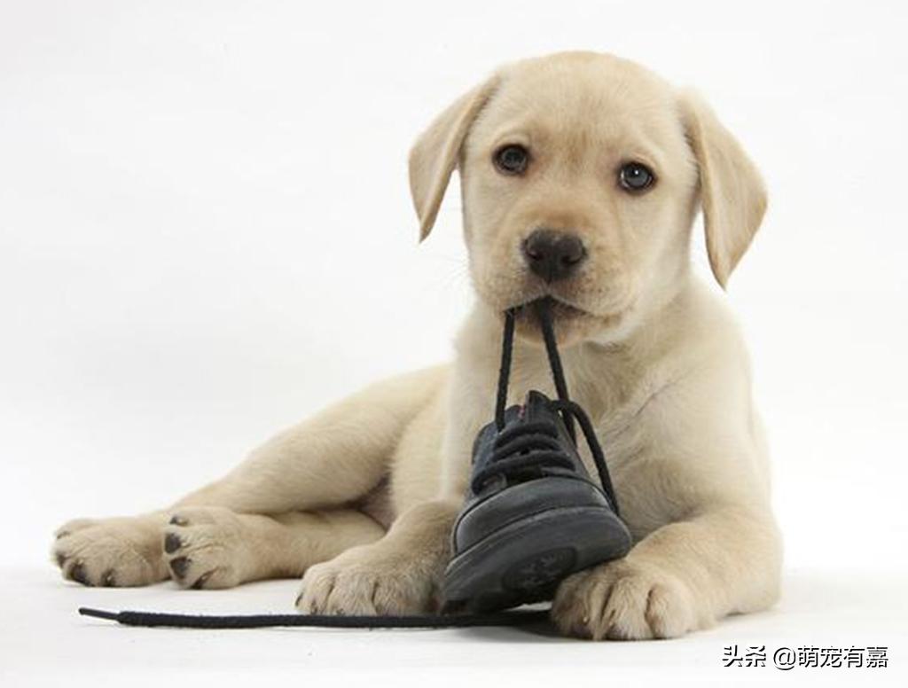 微量元素为什么能改善狗狗异食癖,异食癖宠物