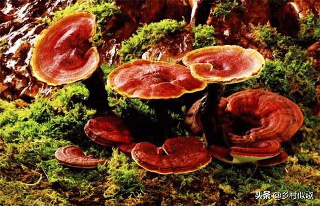 广西灵芝人工种植基地,种植灵芝赚钱吗