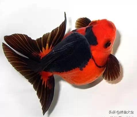 罕见最漂亮的金鱼图片,漂亮的金鱼图片大全