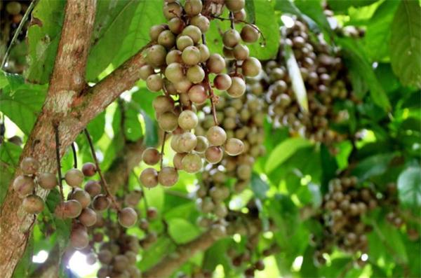 只有南方才有这5种水果,北方人绝对没吃过的六种水果