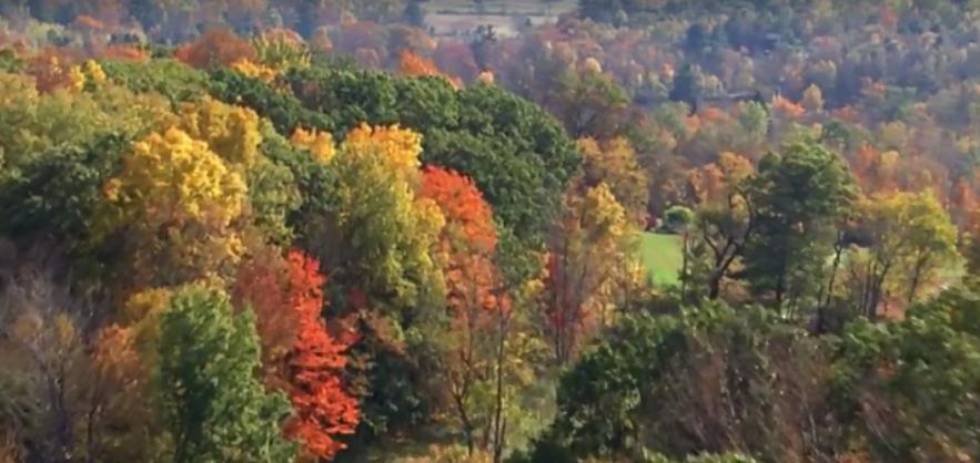黑龙江榛子栽培与效益,黑龙江抗寒大果榛子
