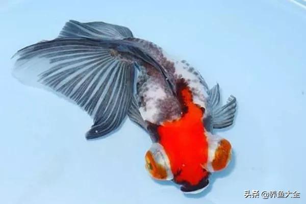 什么金鱼好养又好看,养哪种金鱼又好看又好养