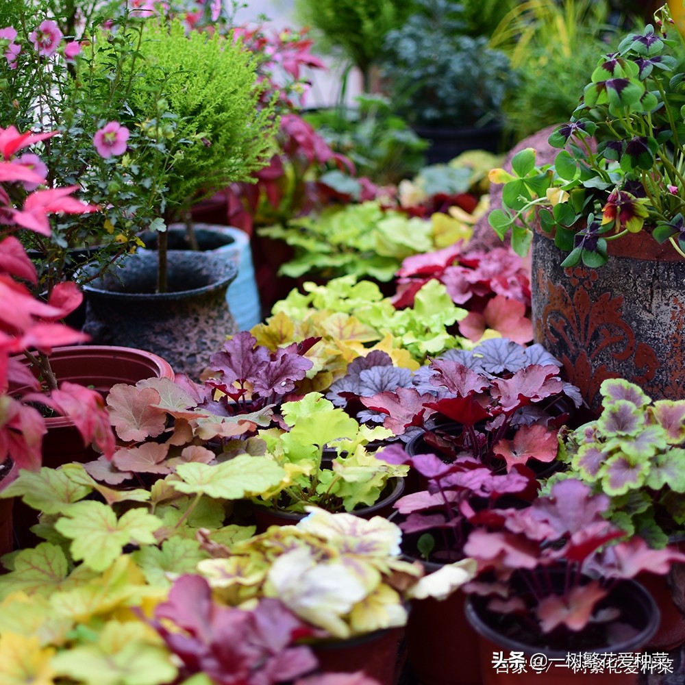 耐寒的植物矾根,矾根什么季节颜色好看