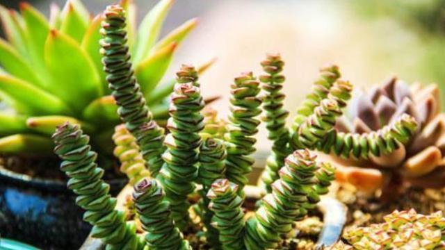 多肉植物长侧芽太多怎么办,多肉植物长胡须怎么办