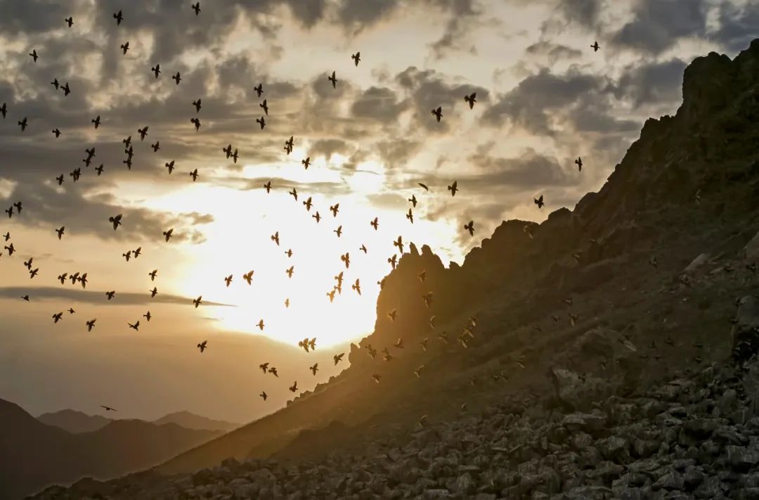 不保护就晚了！你最爱的干（小）脆（熊）面（猫）比大熊猫还濒危