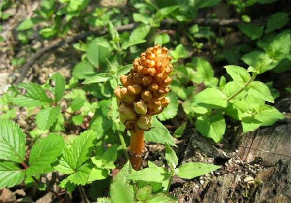 天麻种植技术与栽培管理专家讲解,天麻种植技术怎样管理