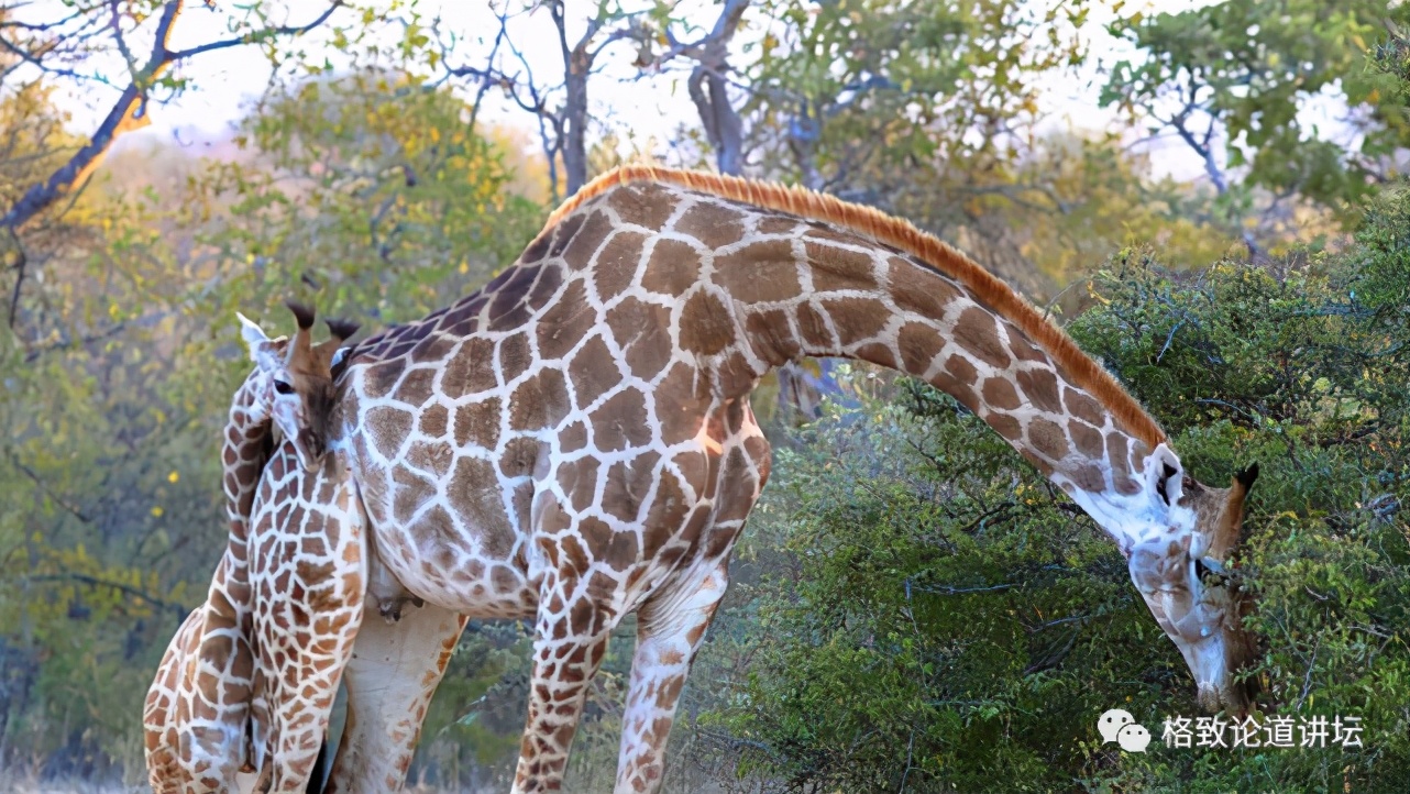 被称为“非洲最强挖掘机”的它，挖洞速度比6个人还快