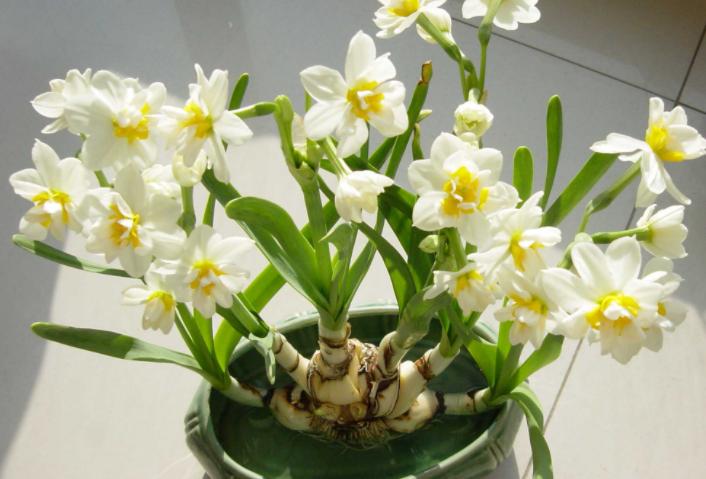 水仙花叶子怎么去矮化,水仙花矮化时间过长会影响生长吗