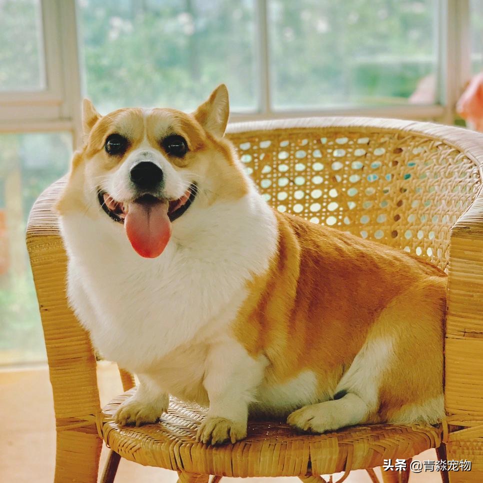 宠物狗耳螨怎么办啊,耳螨狗狗应该注意什么