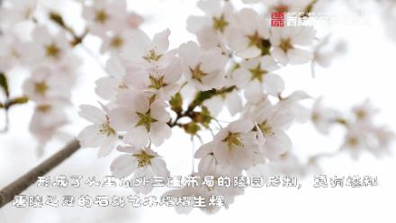 绌烘腐鑺辩敯濂界編,绌烘腐鑺辩敯鐪熺編